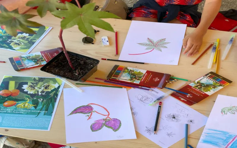 Personne observant une plante pour réaliser une illustration botanique détaillée